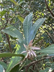 Lithocarpus brevicaudatus