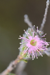 Kunzea capitata