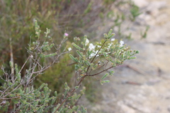 Kunzea capitata