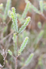 Kunzea capitata