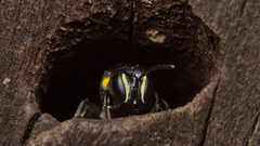 Hylaeus nubilosus