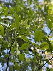 Ilex maximowicziana