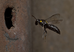 Hylaeus nubilosus