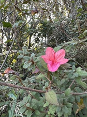 Rhododendron oldhamii