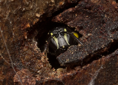 Hylaeus nubilosus
