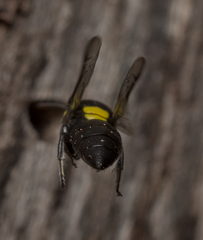 Hylaeus nubilosus
