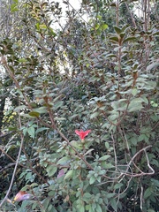 Rhododendron oldhamii