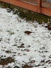 Passer montanus