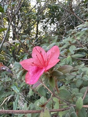 Rhododendron oldhamii