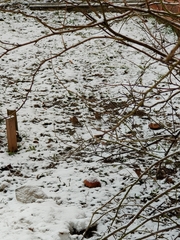 Passer montanus