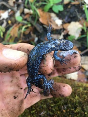 Ambystoma jeffersonianum