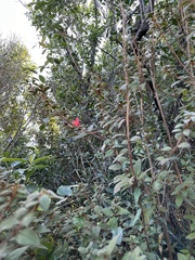 Rhododendron oldhamii