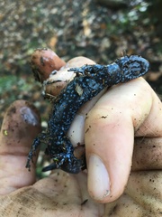 Ambystoma jeffersonianum