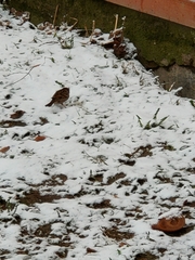 Passer montanus
