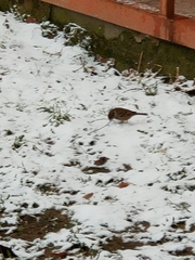 Passer montanus