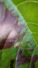 Diaea puncta
