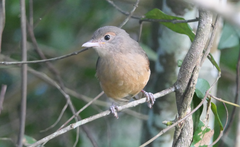 Colluricincla rufogaster