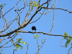 Molothrus bonariensis