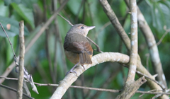 Colluricincla rufogaster