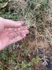 Eragrostis