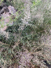 Eragrostis