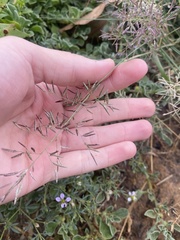 Eragrostis