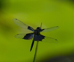 Rhyothemis triangularis