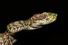 Trimeresurus venustus