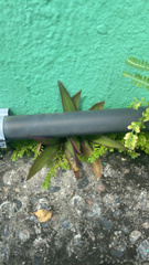 Tradescantia spathacea