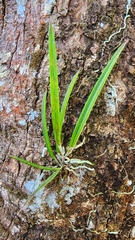 Brassavola