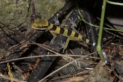 Cyrtodactylus lekaguli