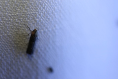 Ephestiopsis oenobarella