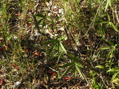 Cissus palmata