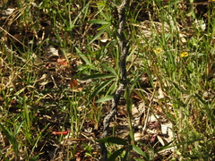 Cissus palmata