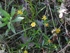 Acmella decumbens