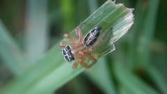 Hyllus