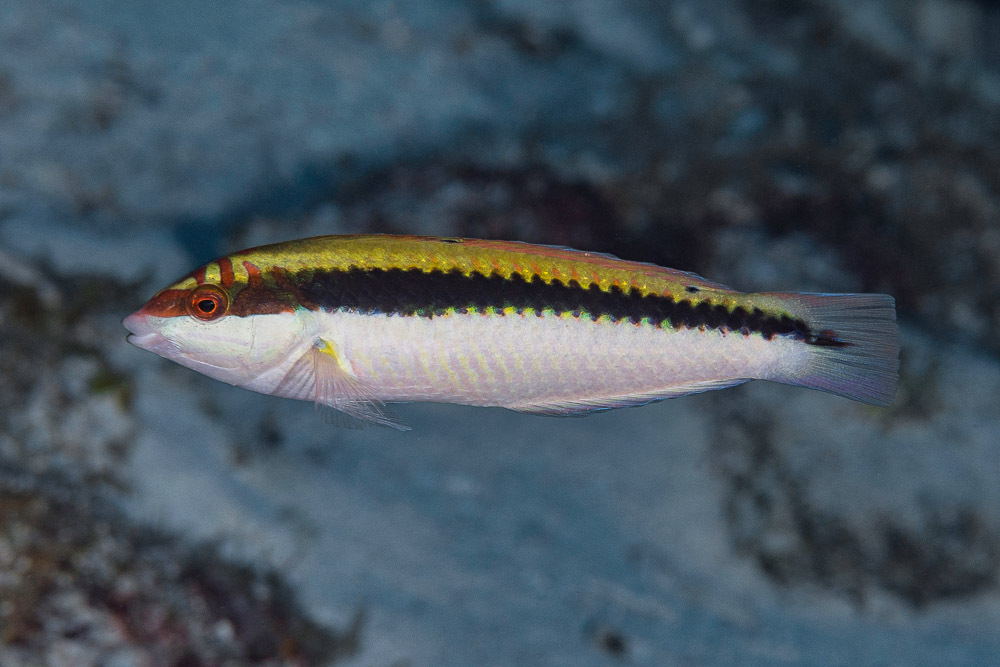Clown wrasse (Halichoeres maculipinna) — Labridae