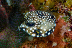 Lactophrys triqueter