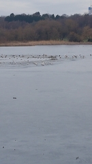 Chroicocephalus ridibundus