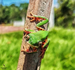 Pithecopus hypochondrialis
