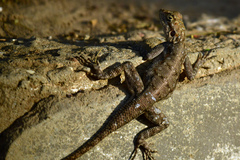 Agama agama