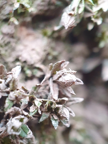 Spruce's Bristle-moss