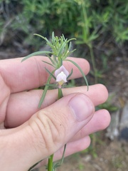 Misopates