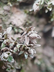 Orthotrichum sprucei