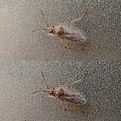 Lygaeidae