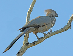 Corythaixoides concolor