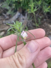 Misopates