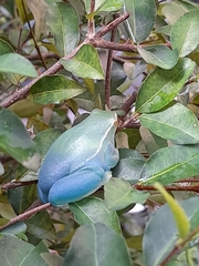 Sphaenorhynchus lacteus