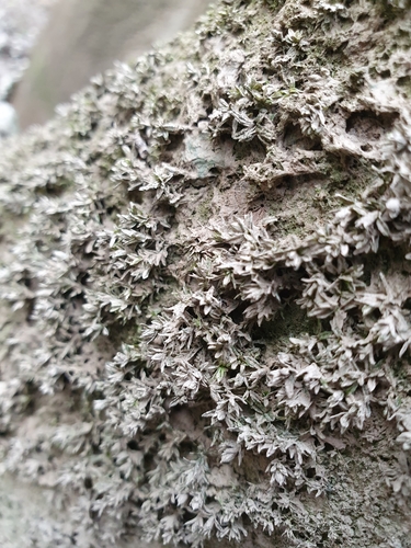 Image of Orthotrichum sprucei by no rights reserved