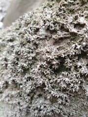 Orthotrichum sprucei
